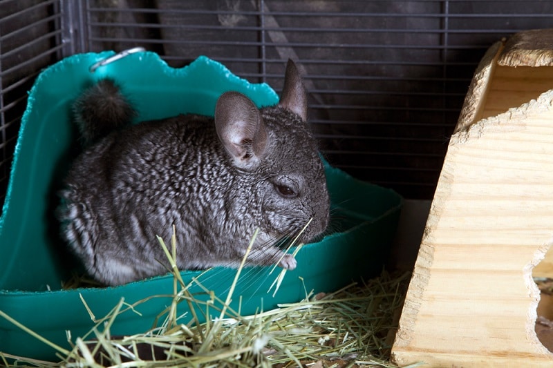 All ABout Chinchilla Lifestyle and Health