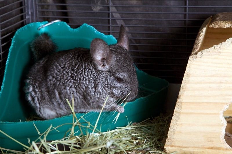 do chinchillas have health problems