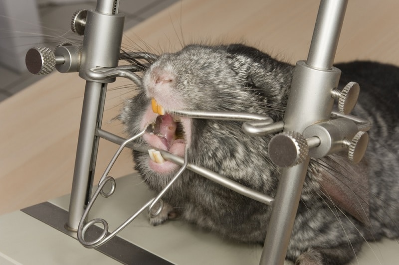 All About Chinchilla Dental Health