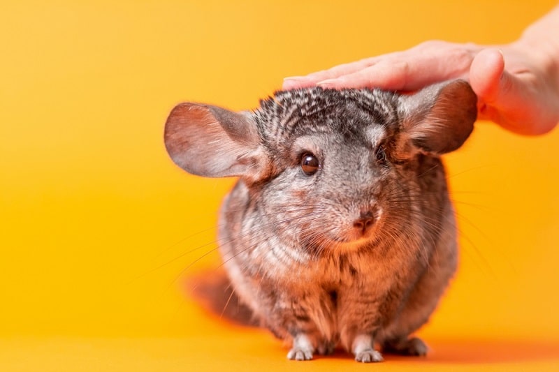 do chinchillas lose their hair when scared