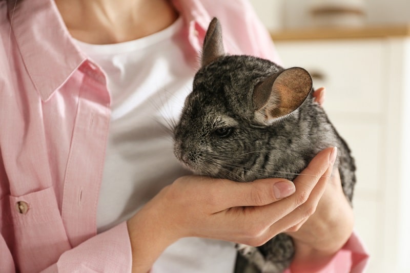 Chinchilla Behavior Towards People and Other Animals