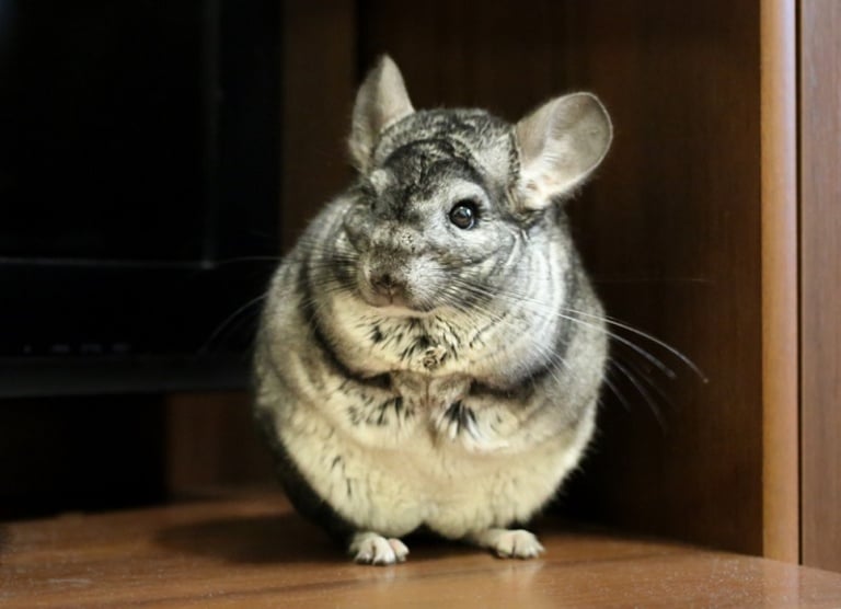 Chinchilla Behavior What To Expect ChinCare
