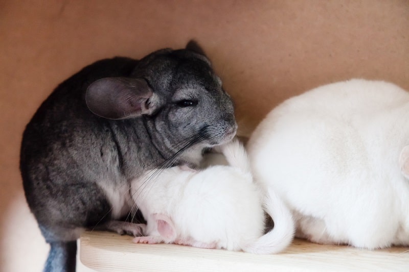 Chinchilla Breeding Basics, Responsibility, and Neutering