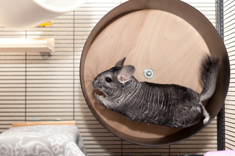 Chinchilla Exercise and Environmental Stimuli