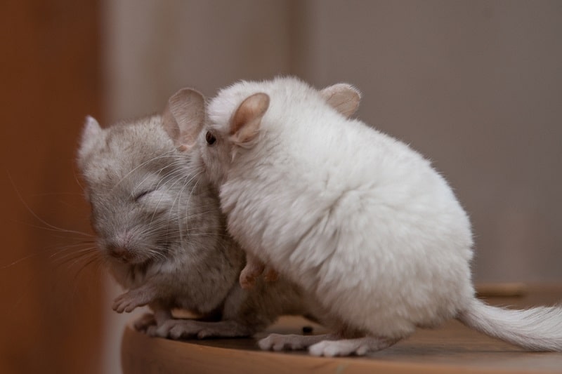 Two Chinchillas Grooming