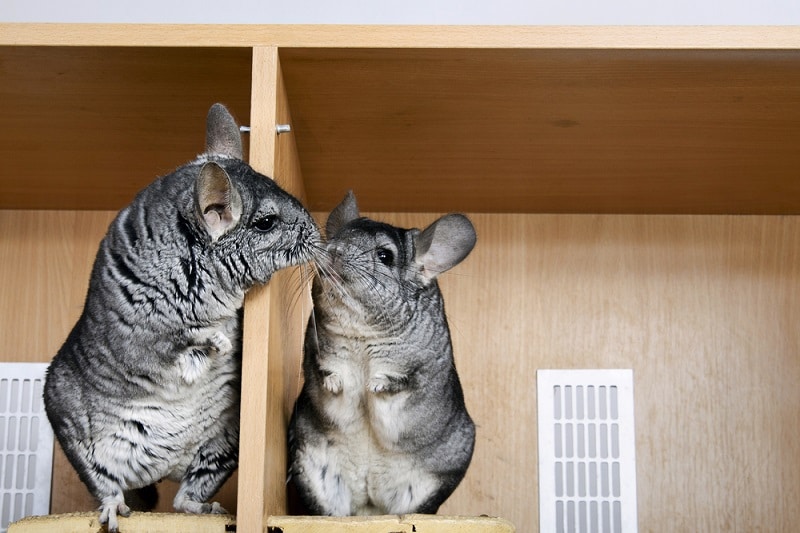 Chinchilla Introductions and Group Dynamics