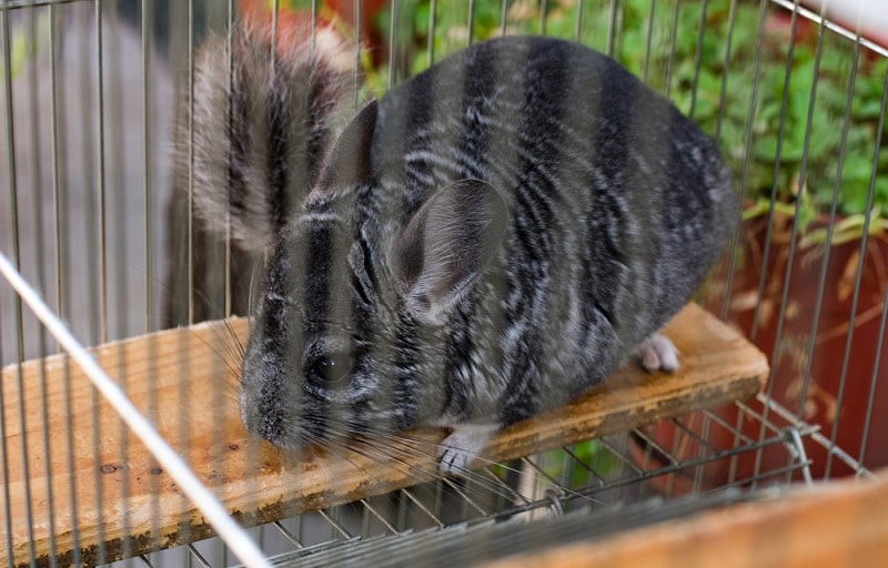Chinchilla Rescue, Rehoming and Classifieds