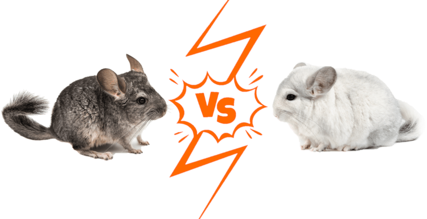 Chinchilla lanigera and Chinchilla brevicaudata