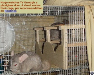 Chinchilla watching TV