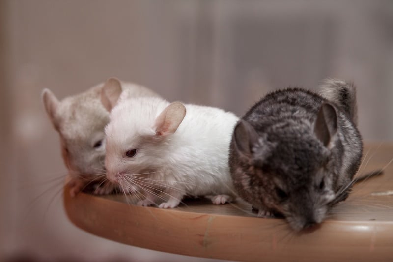 Introducing Chinchillas: Group Compatibility