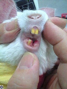 Chinchilla mouth one month later (Nippon Chinchilla Rescue)