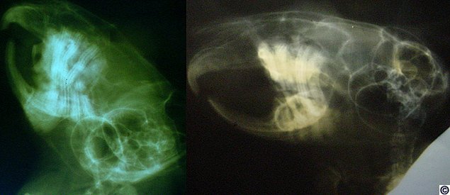 Chinchilla before and after treatment (Sasha's Miracle)