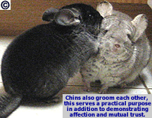 Chinchillas grooming each other