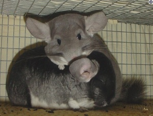 Chinchilla guarding another chinchilla