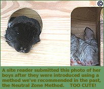 Two chinchillas introduced using the Neutral Zone Method