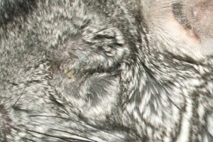 Chinchilla eye glued down by white discharge (infection)