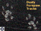 Chinchilla dusty forepaw tracks