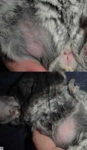 Chinchilla wear under leg and armpit