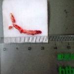 Extracted left mandibular (lower) incisor of chinchilla