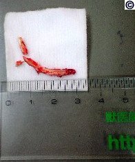 Extracted left mandibular (lower) incisor of chinchilla