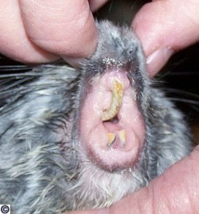 Serious cases of chinchilla malocclusion (photo 2)