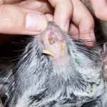 Serious cases of chinchilla malocclusion (photo 1)