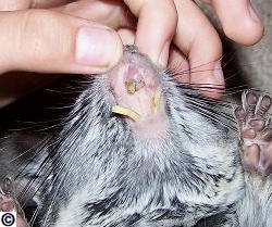 Serious cases of chinchilla malocclusion (photo 1)
