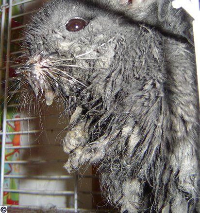 Chinchilla drooling and wet front (photo 2)
