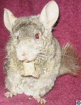 Chinchilla drooling and wet front (photo 1)