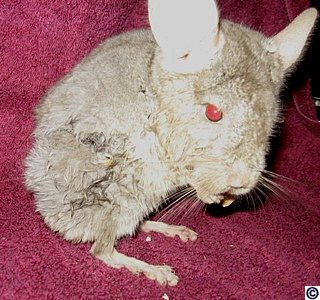 Chinchilla weight loss due to inability to eat, note that head is disproportionately larger than body and drooling wiped on side has resulted in matted fur