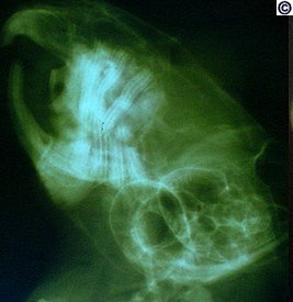 Chinchilla x-ray showing malocclusion (ChinCare)