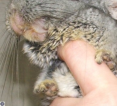 Chinchilla soiled paws and fur pawed away under - signs of malocclusion