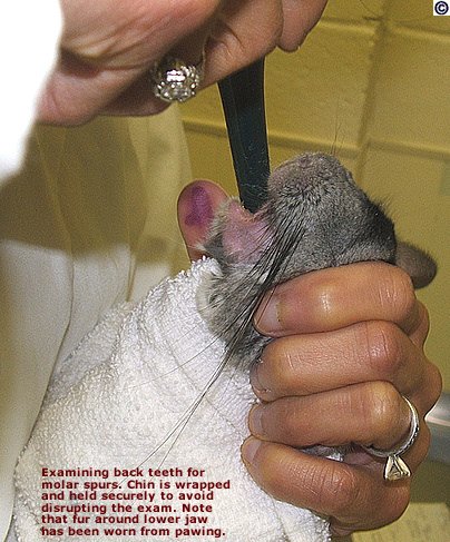 Chinchilla undergo molar spur exam