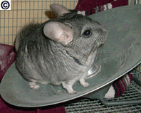 Chinchilla with its new wheel