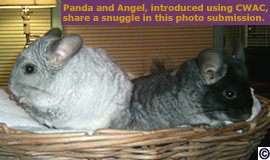 Two chinchillas introduced using Cage Within A Cage (CWAC) method