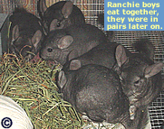 Saved Ranchies