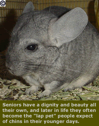 A Senior Chinchilla