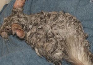 Chinchilla with mats after bath, the mats are indicated by swirls in the coat with raised bunches of fur