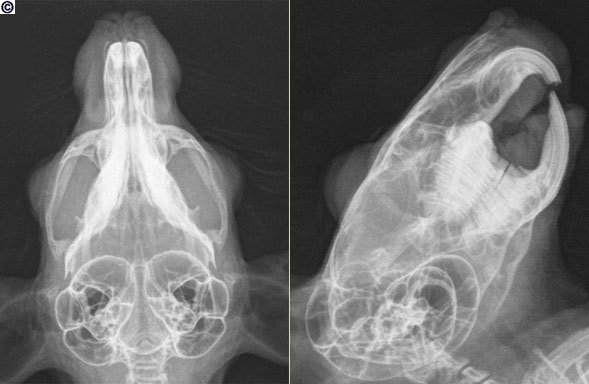 Chinchilla x-ray showing normal teeth (Chinchillas2Home)