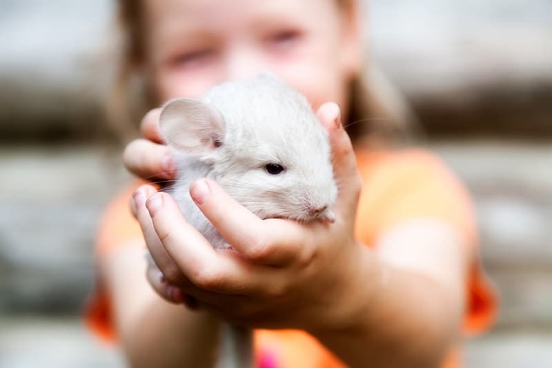 Chinchilla Behavior: Are Chinchillas Pets For Kids?