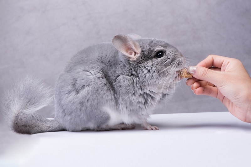 Chinchilla Nutrition: The Right Diet and Formulas