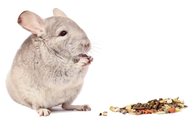 chinchilla safe food