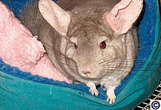 Fiona the chinchilla needed rehoming