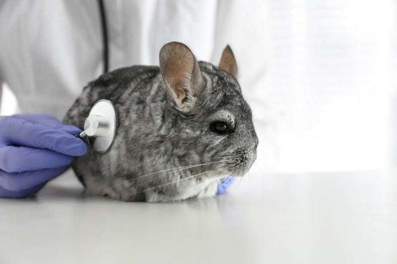 Healing Chinchillas: Digestive System Ailments