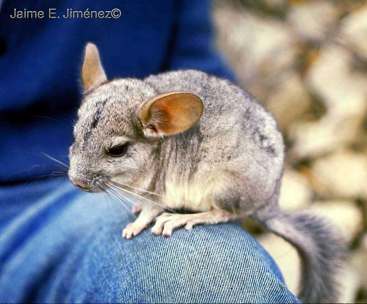 The Origins and Wild Chinchillas Today ChinCare