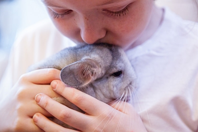 Let's Home Chinchilla In NEED Before We Breed!