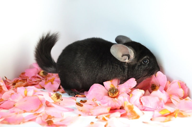 Memorials For Chinchillas and ChinCare's Dedication