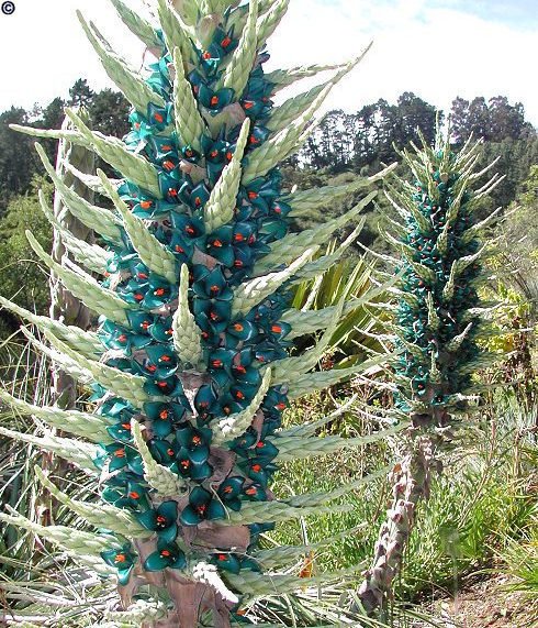 Puya berteroniana flower stalk