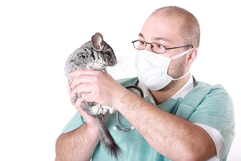 Positive Results of Vitamin C And Calcium Supplementing on Chinchillas