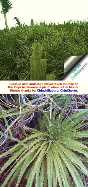 Puya berteroniana plant in Chile